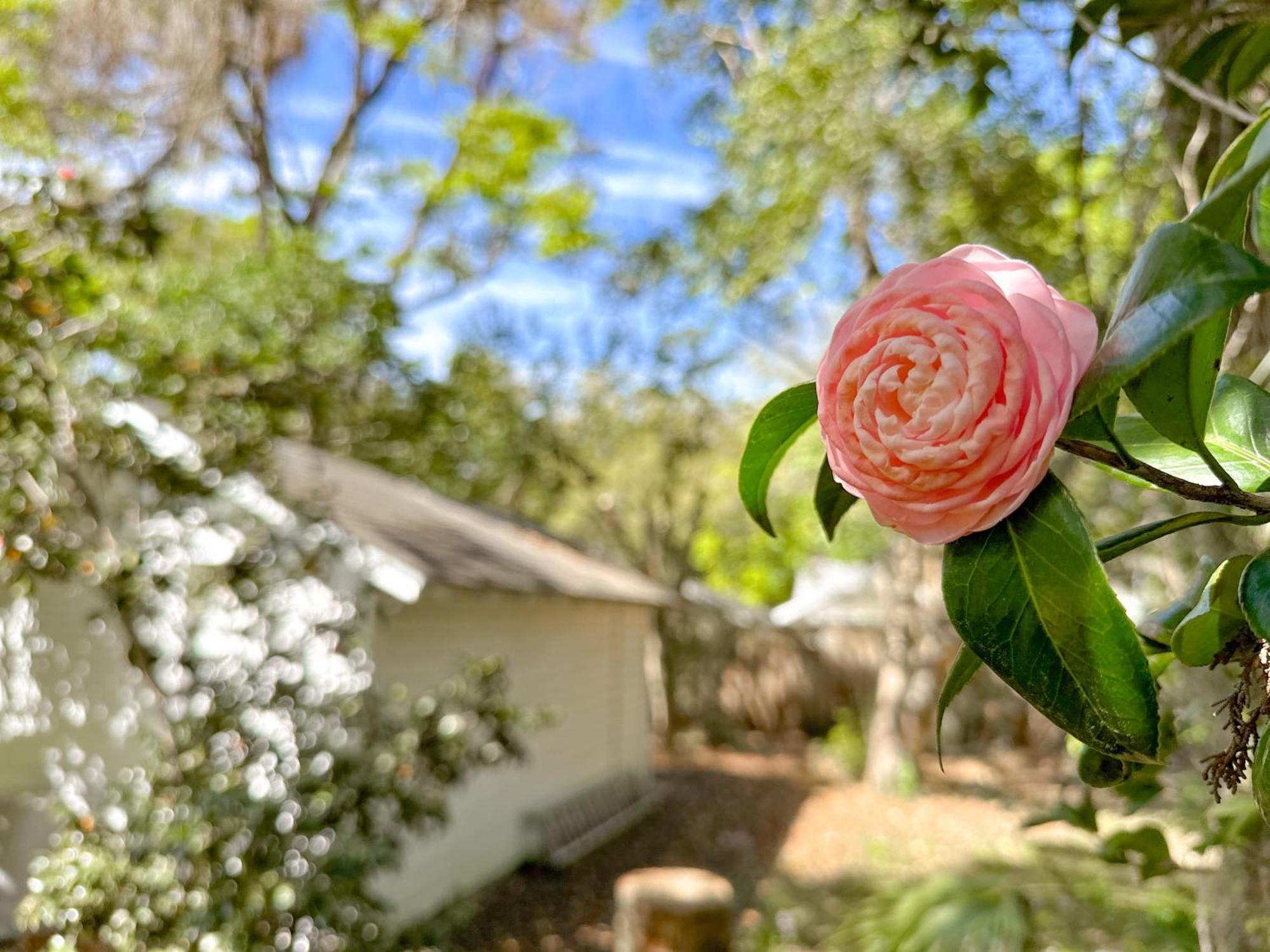 Adorable 1920S Home Near Uf Stadium Sleeps 10 Gainesville Exterior photo